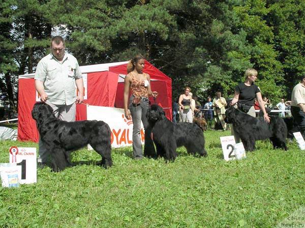 Фото: ньюфаундленд Цикломена, ньюфаундленд Донна Карен от Сибирского Медведя (Donna Karen оt Sibirskogo Medvedja), ньюфаундленд Виктория Вяликий Мядзведзь (Viktoria Vialiki Miadzvedz)