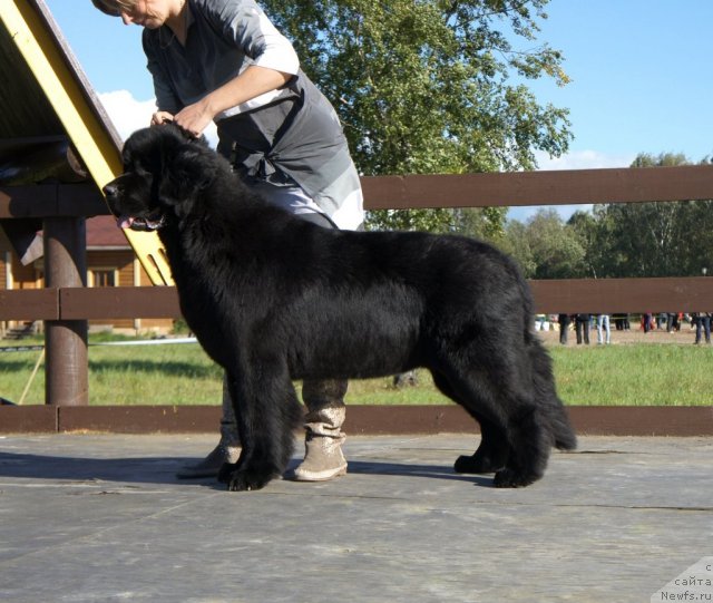 Фото: ньюфаундленд Смигар Грейт Саксэс