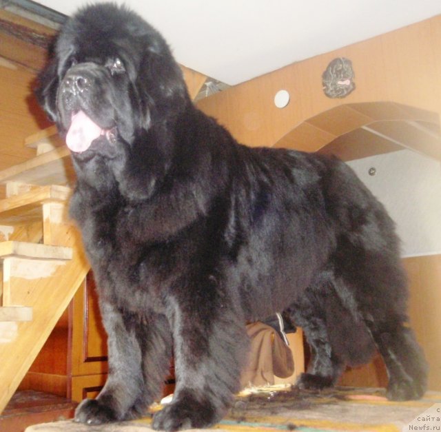 Фото: ньюфаундленд Ньюфорт Магия Любви