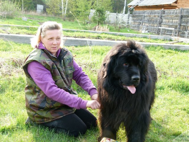 Фото: Лена Зырина, ньюфаундленд Ньюфорт Лапочка Дочка