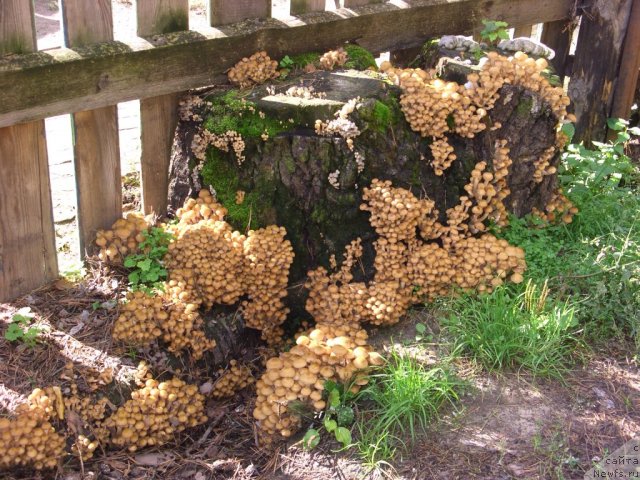 Фотография № 105667