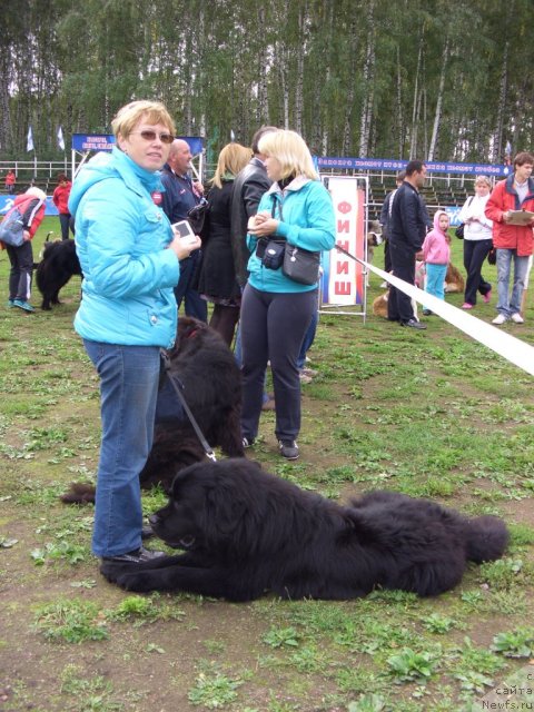 Фото: ньюфаундленд Кайден Плейфул (Kaiden Playful), Елена Левченко