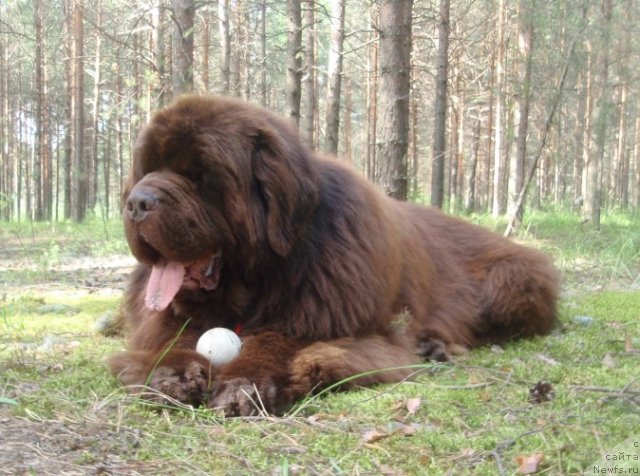 Фото: ньюфаундленд Супер Премиум Брабус