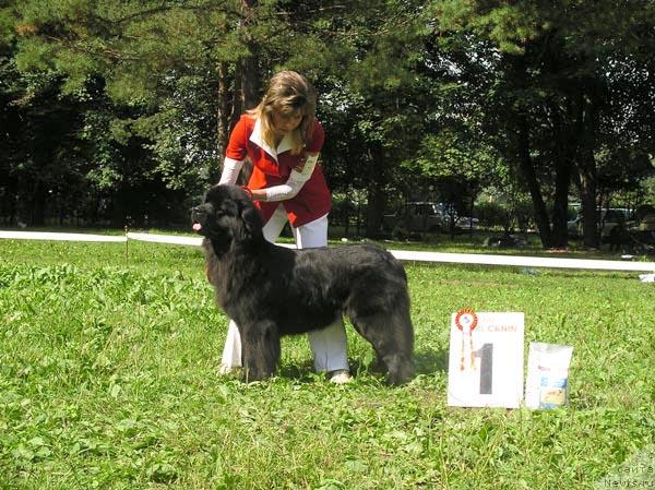Фото: ньюфаундленд Челеста из Медвежьего Яра (Chelesta   iz Medvejyego Yara)
