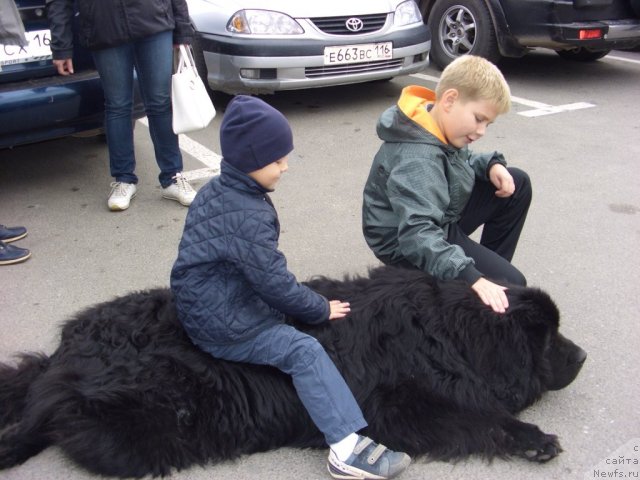 Фото: ньюфаундленд Анджел Викториус