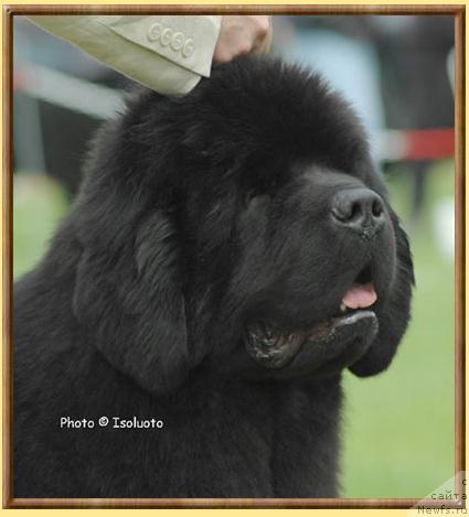 Фото: ньюфаундленд Fairweathers A Great Pretender