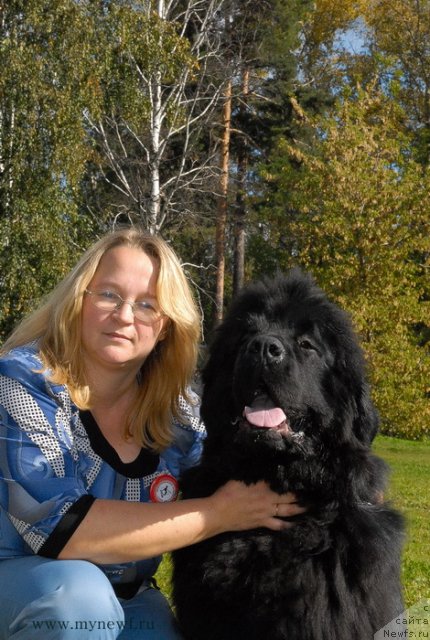 Фото: ньюфаундленд Сент Джонс Хаммер (Sent Djons Hummer)