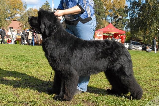 Фотография № 105696