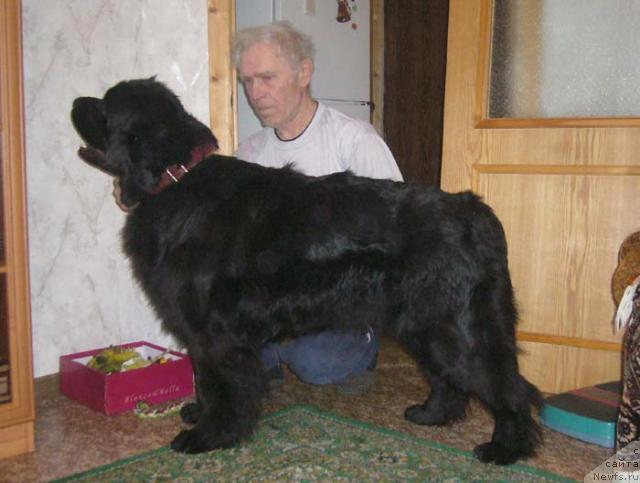 Фото: ньюфаундленд Сафира