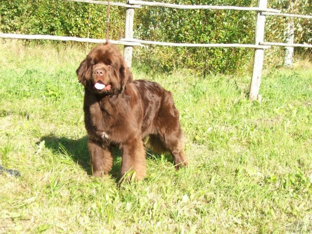 Фото: ньюфаундленд Take It Slowly Blu Plushevay Panda