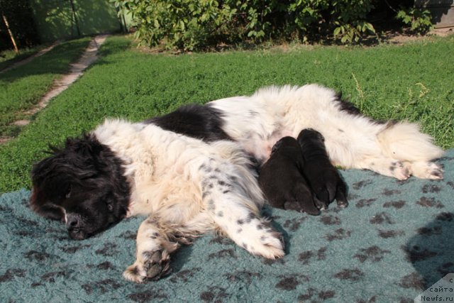 Фотография № 105708