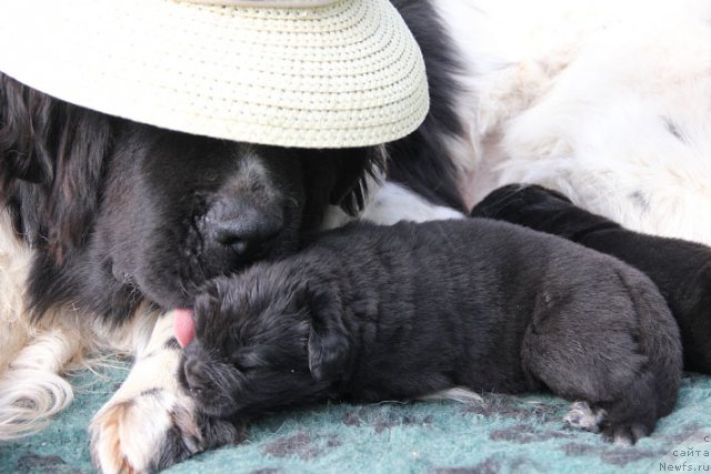 Фото: ньюфаундленд Плюшевая Панда Дениза для Берега Дона (Plushevaya Panda Deniza Dlja  Berega Dona), с детьми