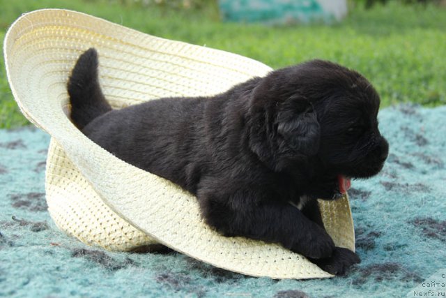 Фотография № 105717