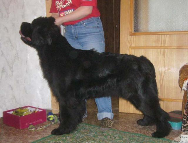 Фото: ньюфаундленд Сафира