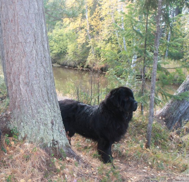 Фото: ньюфаундленд Омар Шериф