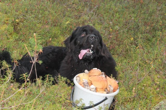 Фото: ньюфаундленд Омар Шериф