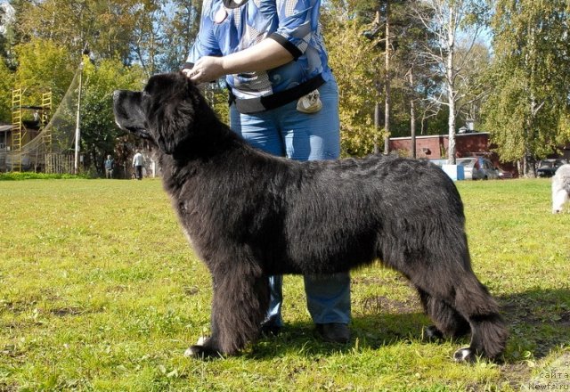 Фотография № 105769