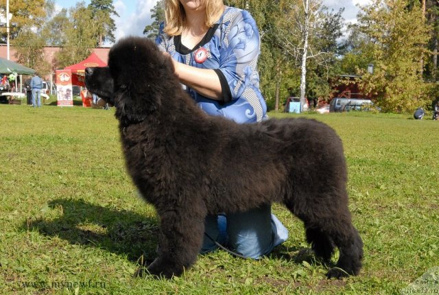 Фотография № 105774