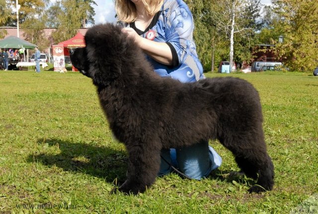 Фотография № 105775