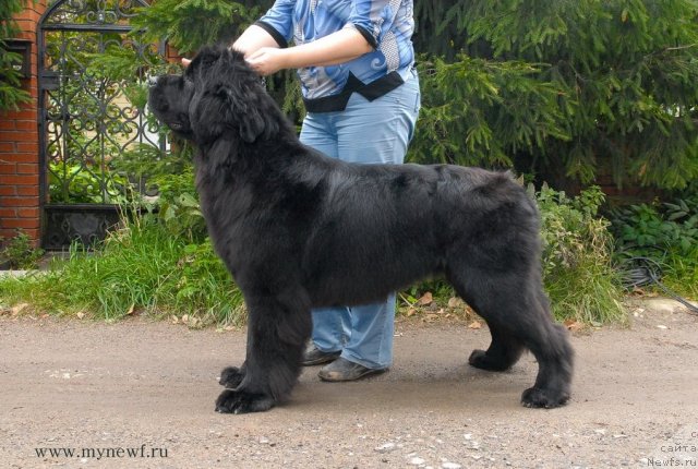 Фото: ньюфаундленд Сент Джонс Харебелл (Sent Djons Harebell)