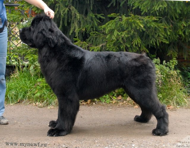 Фото: ньюфаундленд Сент Джонс Харебелл (Sent Djons Harebell)