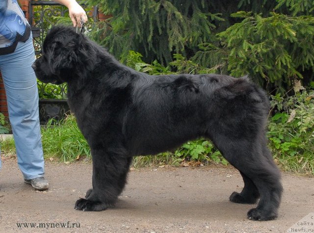 Фото: ньюфаундленд Сент Джонс Харебелл (Sent Djons Harebell)