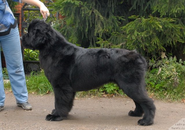 Фото: ньюфаундленд Сент Джонс Харебелл (Sent Djons Harebell)