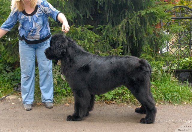 Фото: ньюфаундленд Сент Джонс Харебелл (Sent Djons Harebell)