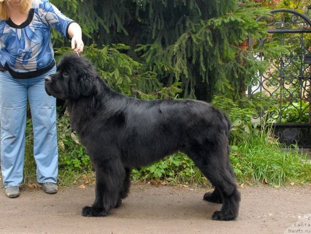 Фото: ньюфаундленд Сент Джонс Харебелл (Sent Djons Harebell)