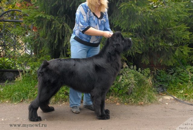 Фото: ньюфаундленд Сент Джонс Харебелл (Sent Djons Harebell)