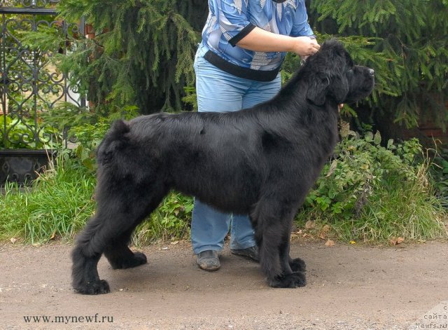 Фото: ньюфаундленд Сент Джонс Харебелл (Sent Djons Harebell)