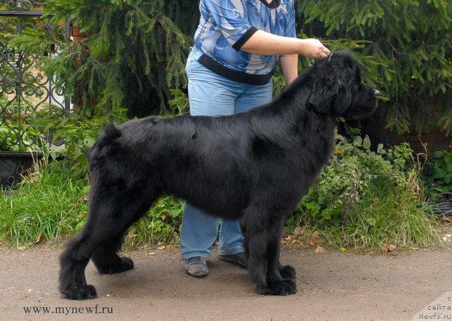 Фото: ньюфаундленд Сент Джонс Харебелл (Sent Djons Harebell)