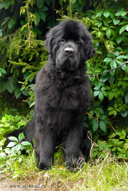 Фото: ньюфаундленд Сент Джонс Харебелл (Sent Djons Harebell)