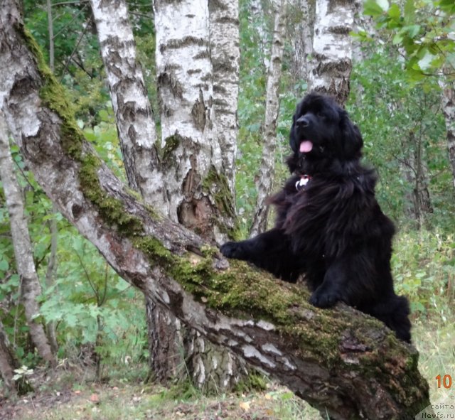 Фото: ньюфаундленд Рэш
