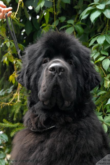 Фото: ньюфаундленд Сент Джонс Харебелл (Sent Djons Harebell)