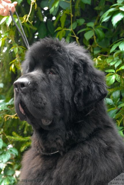 Фото: ньюфаундленд Сент Джонс Харебелл (Sent Djons Harebell)