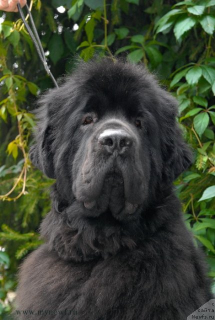 Фото: ньюфаундленд Сент Джонс Харебелл (Sent Djons Harebell)