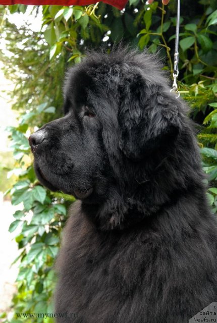 Фото: ньюфаундленд Сент Джонс Харебелл (Sent Djons Harebell)