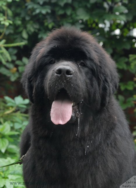 Фото: ньюфаундленд Сент Джонс Эклипс оф зе Мун