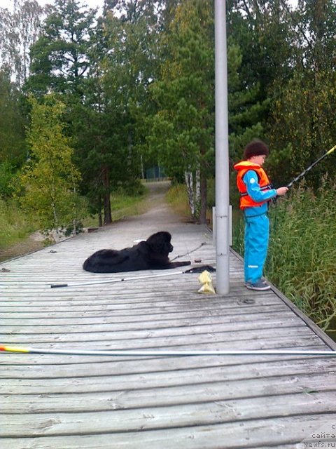 Фото: ньюфаундленд Дар Свезы Юнесса Корона Аустралис (Dar Svezy Unessa Korona Australis), Глеб