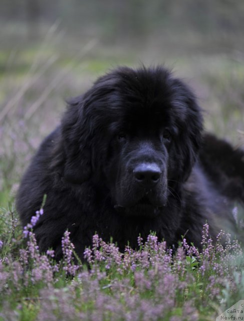 Фото: ньюфаундленд Дар Свезы Юнесса Корона Аустралис (Dar Svezy Unessa Korona Australis)