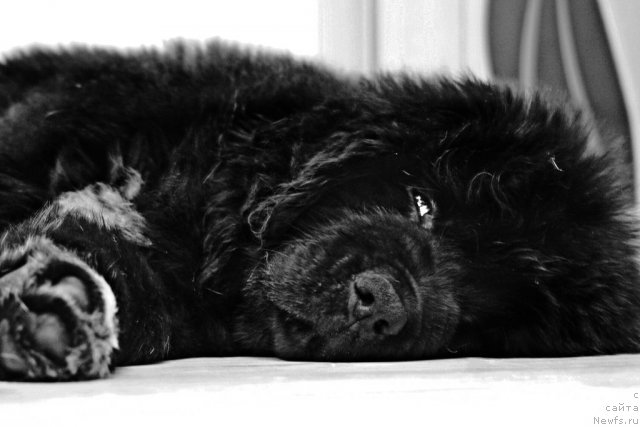 Фото: ньюфаундленд Velyke Malyatko Bayaderka Yurka