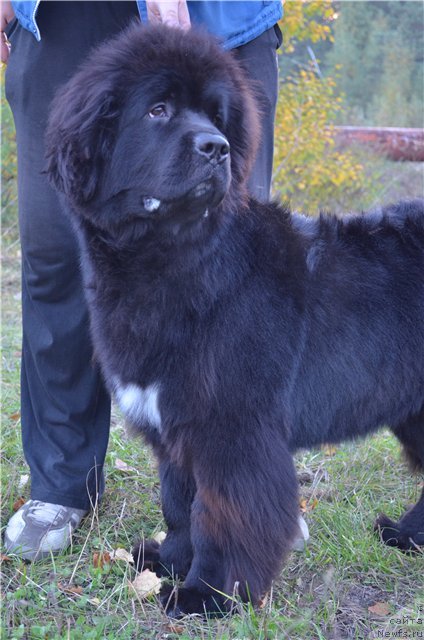 Фотография № 105958