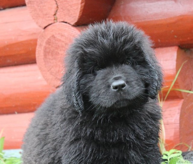 Фото: ньюфаундленд Бегущая по Волнам Шаке Ит Уп