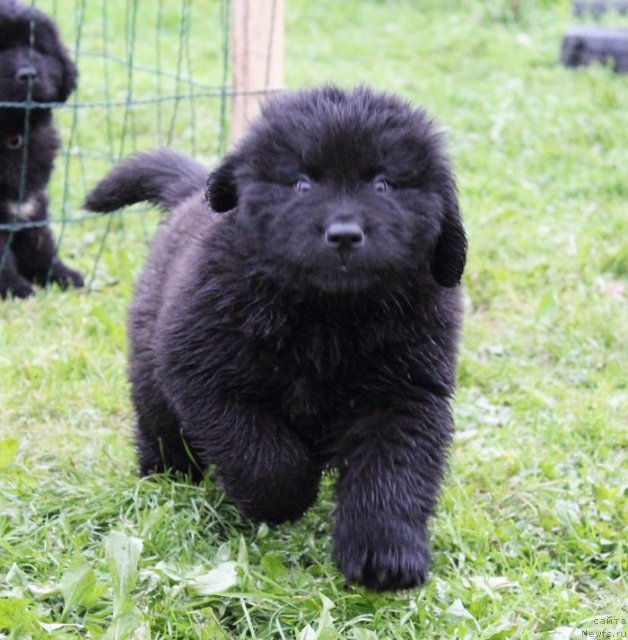 Фото: ньюфаундленд Бегущая по Волнам Шаке Ит Уп