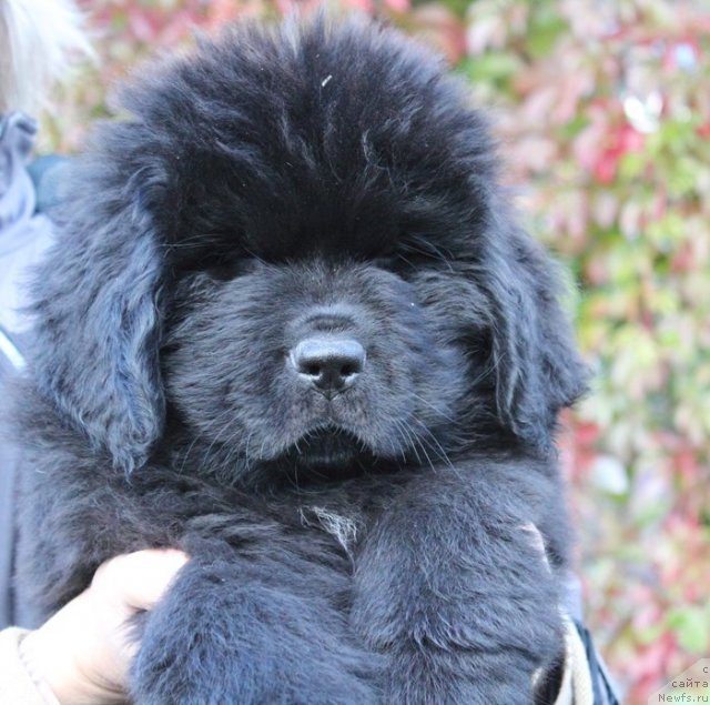 Фото: ньюфаундленд Бегущая по Волнам Шаке Ит Уп