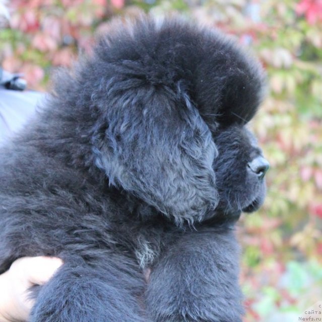 Фото: ньюфаундленд Бегущая по Волнам Шаке Ит Уп