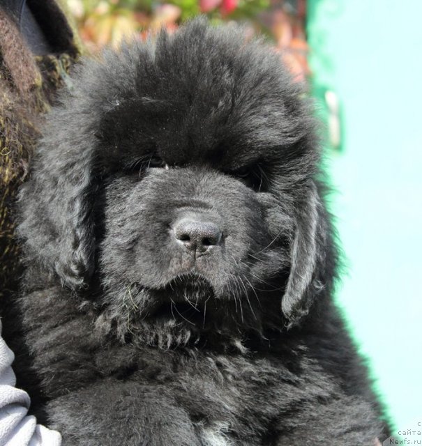 Фото: ньюфаундленд Бегущая по Волнам Шаолинь (Beguschaya po Volnam Shaolin)