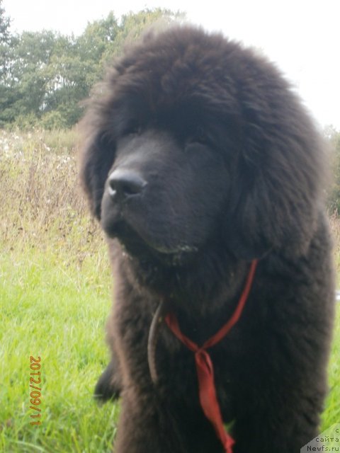 Фото: ньюфаундленд Бегущая по Волнам Центурион Приор