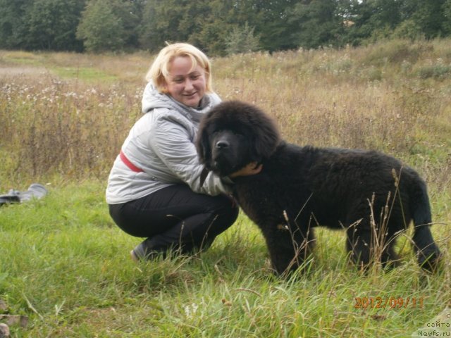 Фото: ньюфаундленд Бегущая по Волнам Центурион Приор